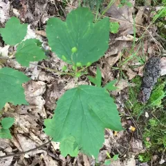 mapleleaf viburnum thumbnail 5