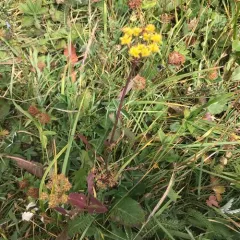 heart-leaf golden Alexanders thumbnail 2