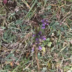autumn gentian thumbnail 3