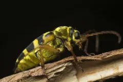 Strophiona laeta thumbnail 3
