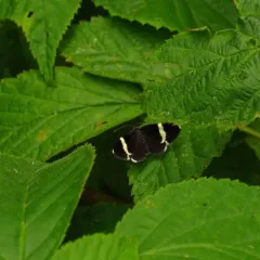 White-striped Black thumbnail 2