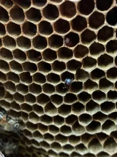 Small Hive Beetle thumbnail 4
