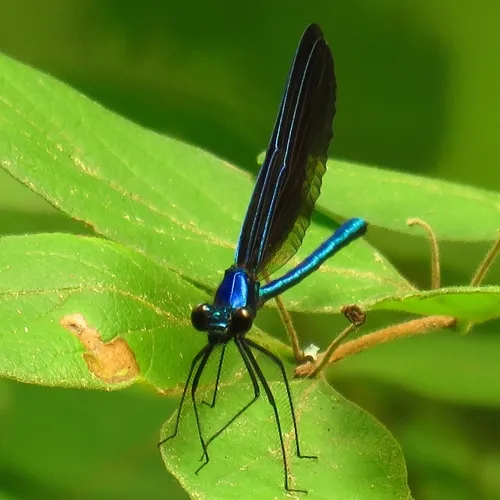 Ebony Jewelwing