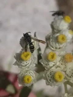 Ancistrocerus albolacteus thumbnail 4