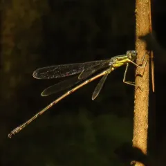 Slender Spreadwing thumbnail 2