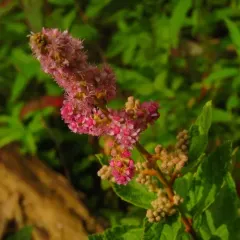 Steeplebush thumbnail 4