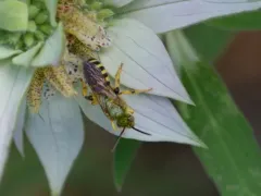 Brown-winged Striped Sweat Bee thumbnail 4
