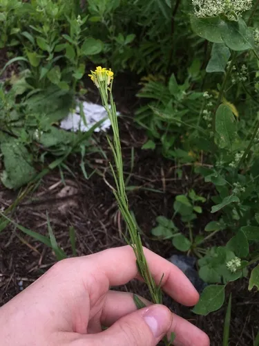 Erysimum virgatum