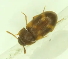Mycetophagus californicus thumbnail 3
