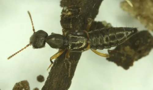 Rugilus orbiculatus