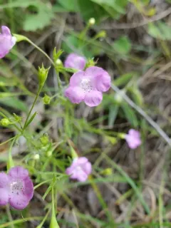 Round-stem False Foxglove thumbnail 3
