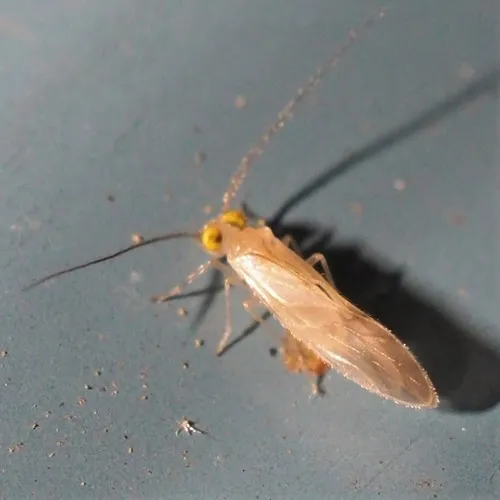 Xanthocaecilius sommermanae