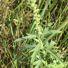 western ragweed thumbnail 3
