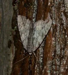 Inconsolable Underwing thumbnail 2