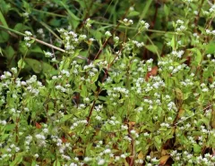 Nepal Persicaria thumbnail 3