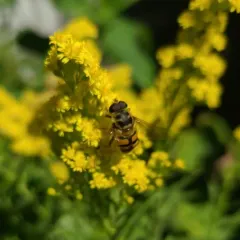 Yellow-haired Sun Fly thumbnail 1