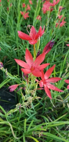 Scarlet River Lily