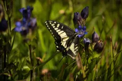 Klamath gentian thumbnail 3