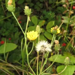 Canada hawkweed thumbnail 3