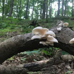 pale oyster thumbnail 3