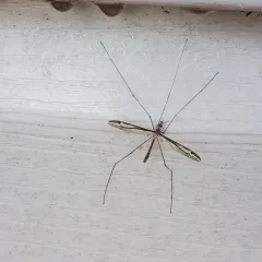 Tipula furca thumbnail 4