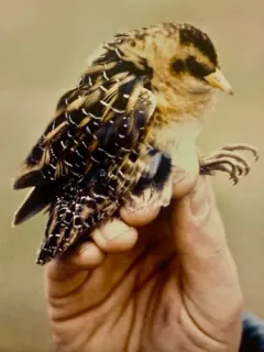 Yellow Rail thumbnail 2