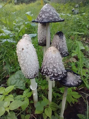 Shaggy Mane