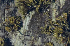 Atlantic Limpet-garden Weed thumbnail 2