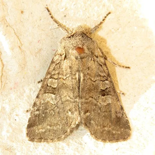 Brachylomia algens
