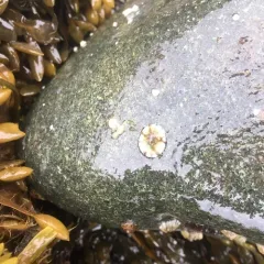 Tortoiseshell Limpet thumbnail 4