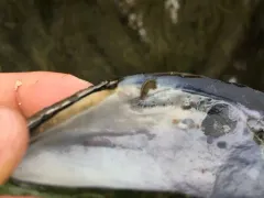 Tide-pool Scud thumbnail 4