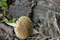 Inocybe luteifolia thumbnail 1