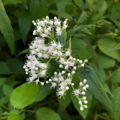 late boneset thumbnail 1