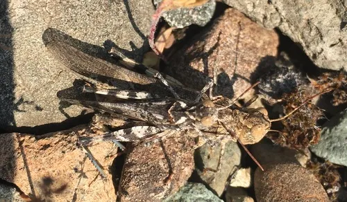 California Rose-winged Grasshopper
