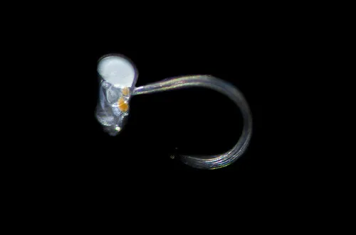 Oikopleura dioica
