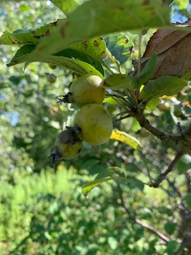 European Wild Apple