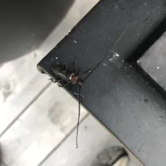 White-spotted Sawyer thumbnail 2