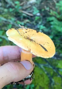 Salmon milkcap thumbnail 2