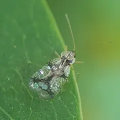 Azalea Lace Bug thumbnail 2