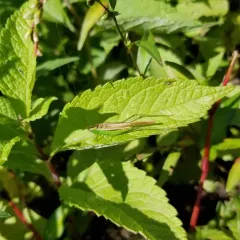 Slender Meadow Katydid thumbnail 3