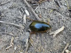 Fringed Diving Beetle thumbnail 2