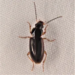 Stenolophus ochropezus thumbnail 2