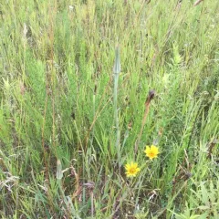 Yellow Salsify thumbnail 1