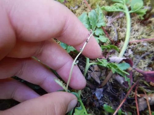 pale moonwort