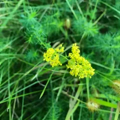 Lady's Bedstraw thumbnail 3