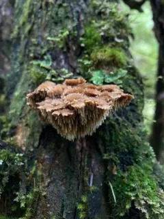 Gloiodon occidentalis thumbnail 1