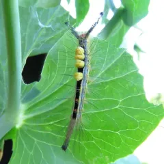 White-marked Tussock Moth thumbnail 2