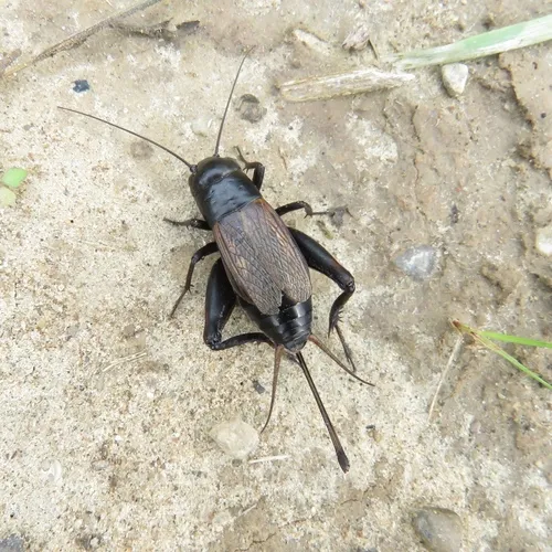 Fall Field Cricket