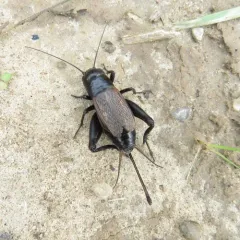 Fall Field Cricket thumbnail 1