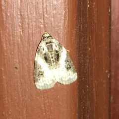 Pink-barred Pseudeustrotia Moth thumbnail 2